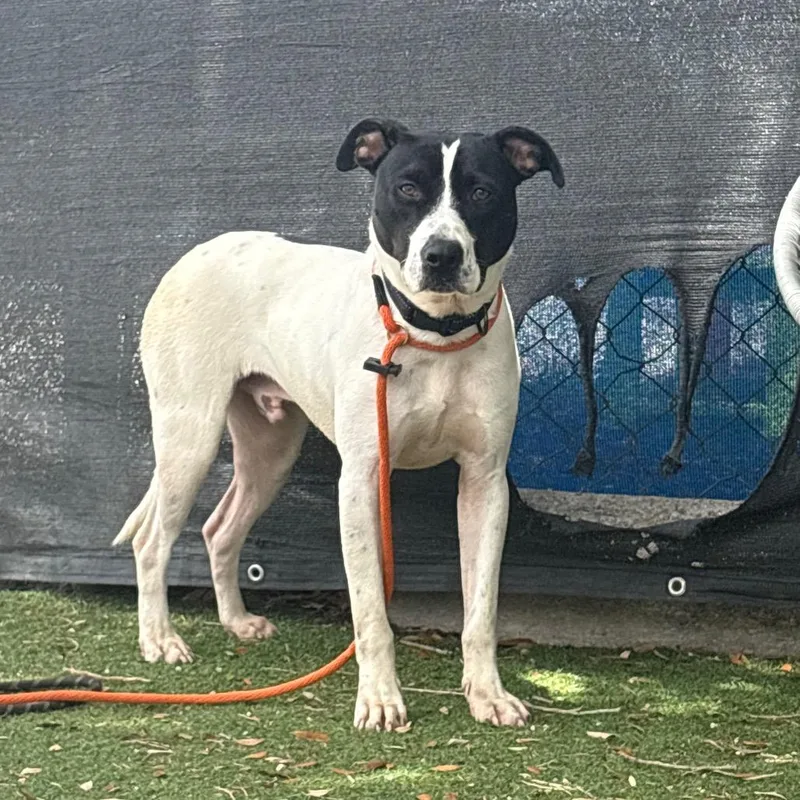 An adult medium-sized male White / Cream American Staffordshire Terrier dog named Spot for adoption in Port Richey, FL