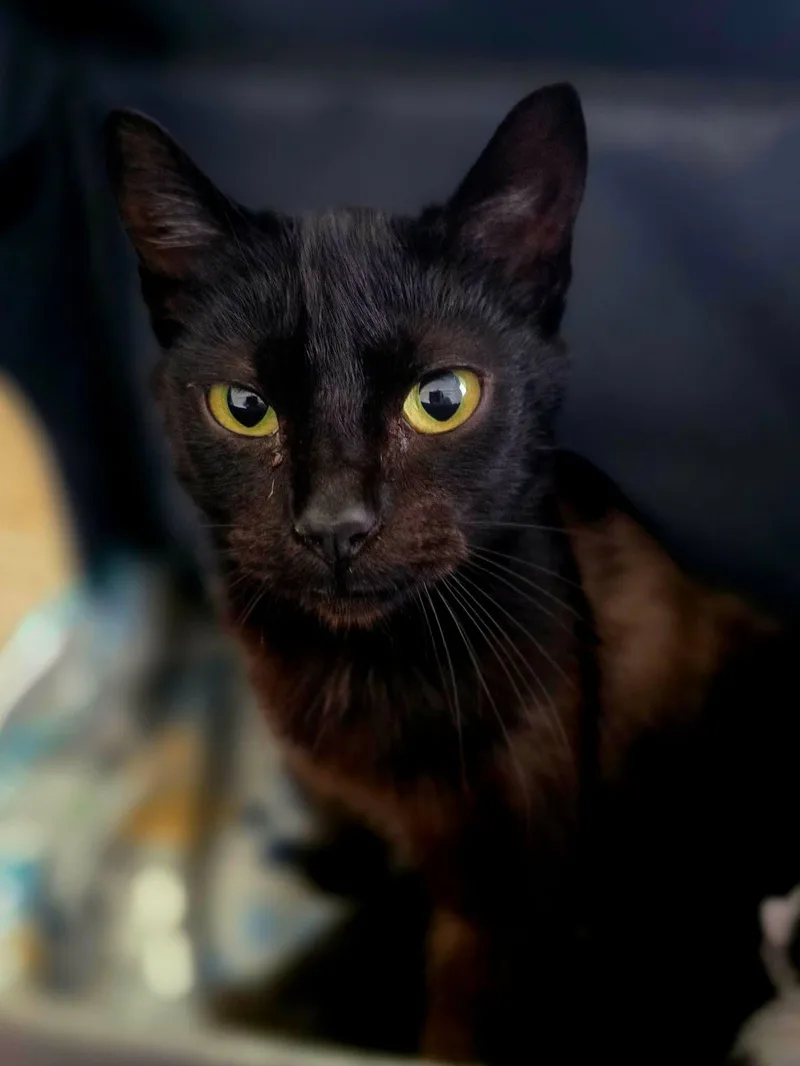 A young medium-sized female Black Domestic Short Hair cat named Daisy for adoption in Johnson City, TN