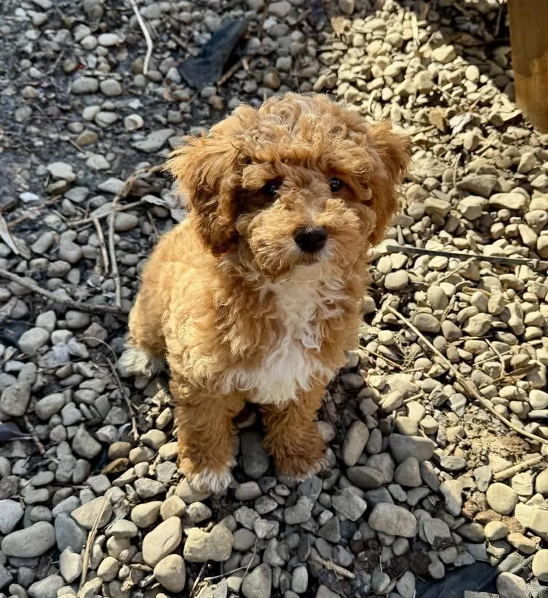 A baby medium-sized male Golden Retriever dog named Dustin for adoption in Buffalo, NY