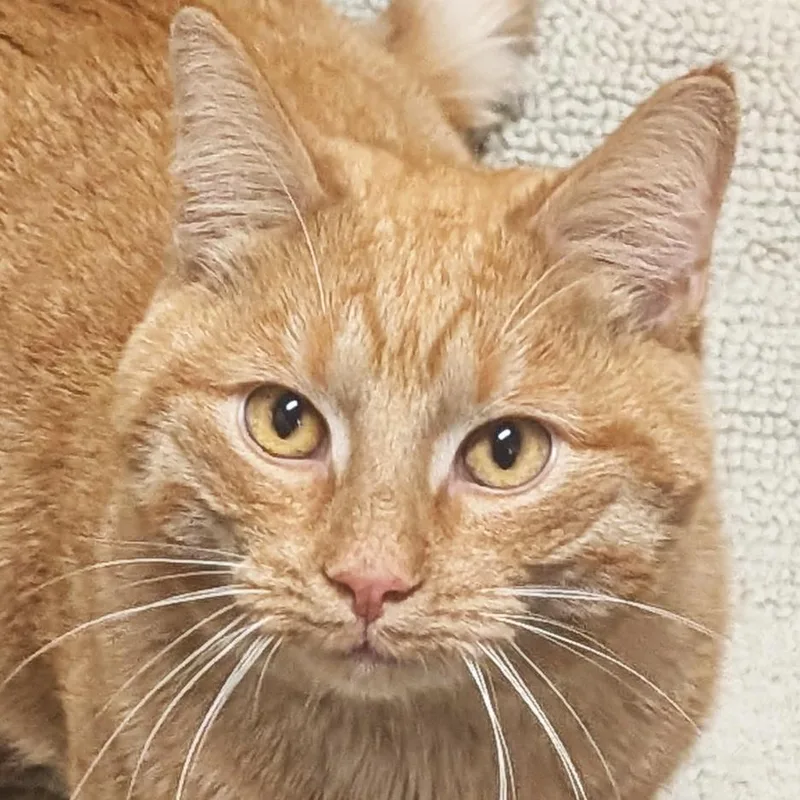 An adult medium-sized male Domestic Short Hair cat named Stephen Reduced Fee for adoption in Jefferson, WI
