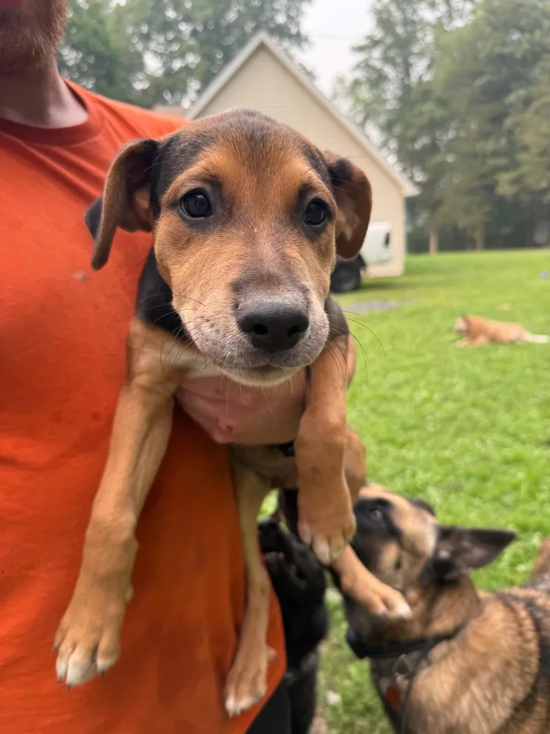 A young medium-sized female Hound dog named Rosie for adoption in tannersville, PA
