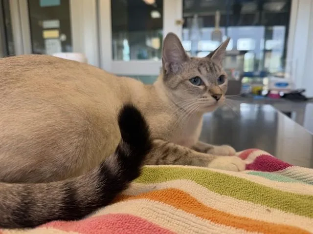 A young large-sized female Domestic Short Hair cat named Clover for adoption in Grand Prairie, TX