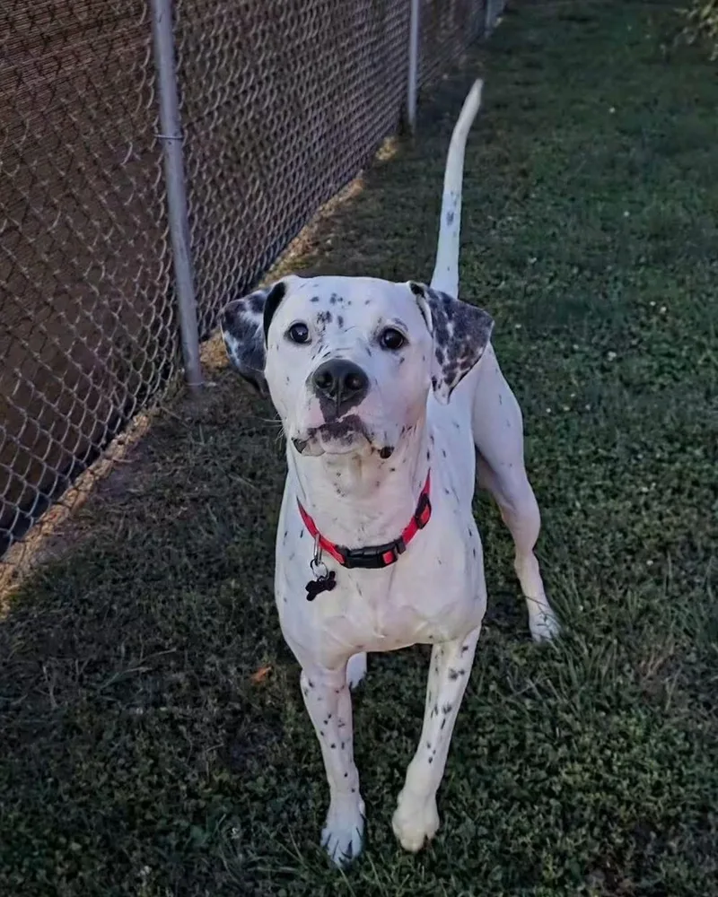An adult large-sized male Dalmatian dog named Gonzo for adoption in Washington , PA