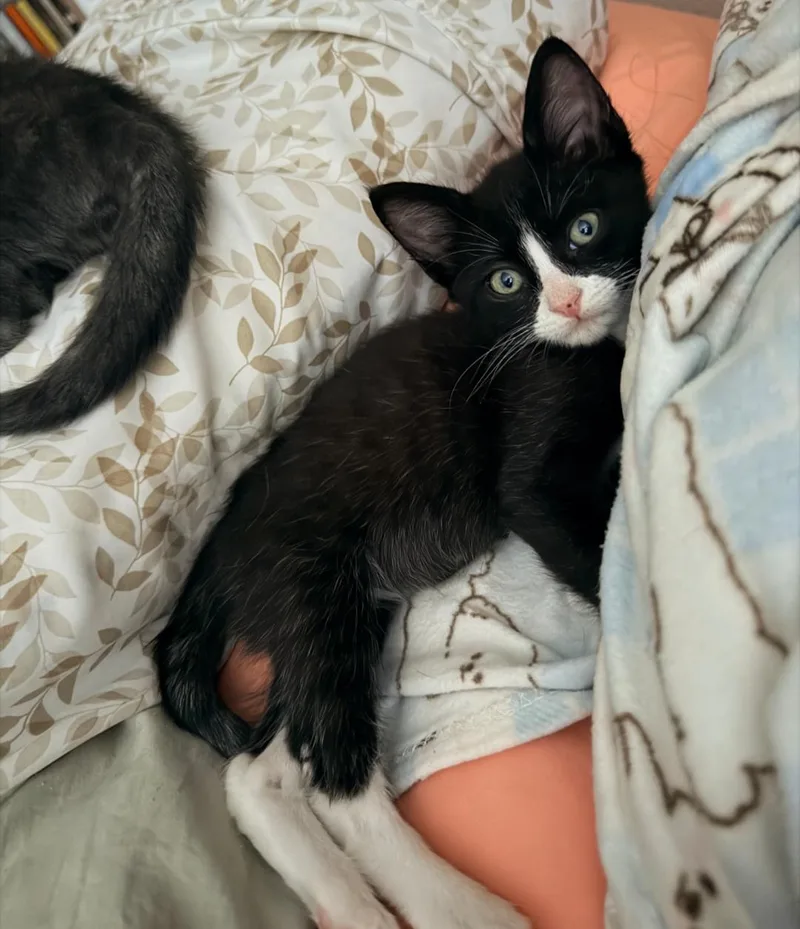 A baby medium-sized male Black & White / Tuxedo Tuxedo cat named Carl Dean for adoption in San Juan Capistrano, CA