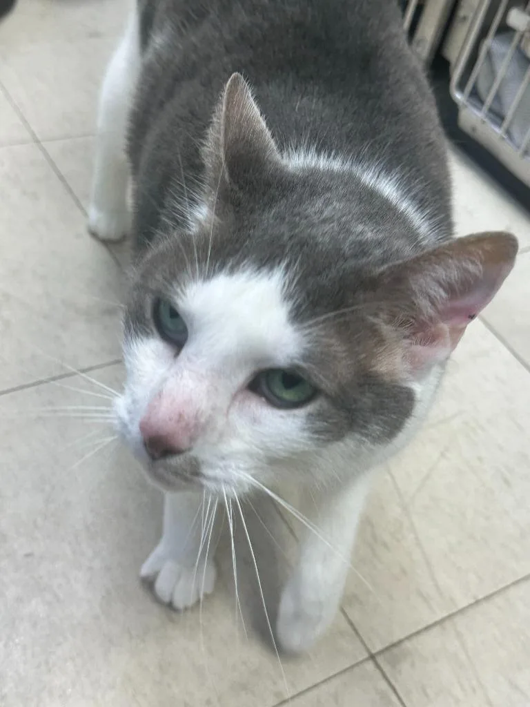 A senior medium-sized male Domestic Short Hair cat named Buddy for adoption in Pomona, NY