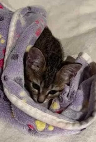A baby medium-sized female Tabby (Brown / Chocolate) Tabby cat named ChaiExtra Sweet & Cuddly for adoption in Laurel, MD