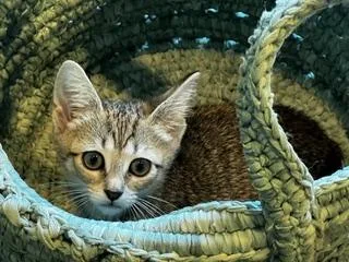 ChaiExtra Sweet & Cuddly thumbnail 2