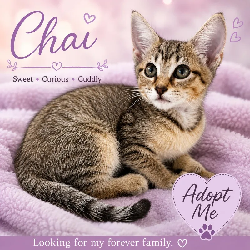 ChaiExtra Sweet & Cuddly thumbnail 3