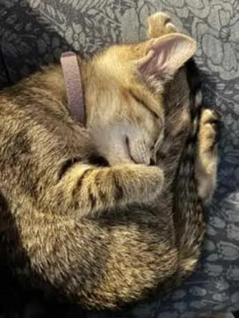 ChaiExtra Sweet & Cuddly thumbnail 4