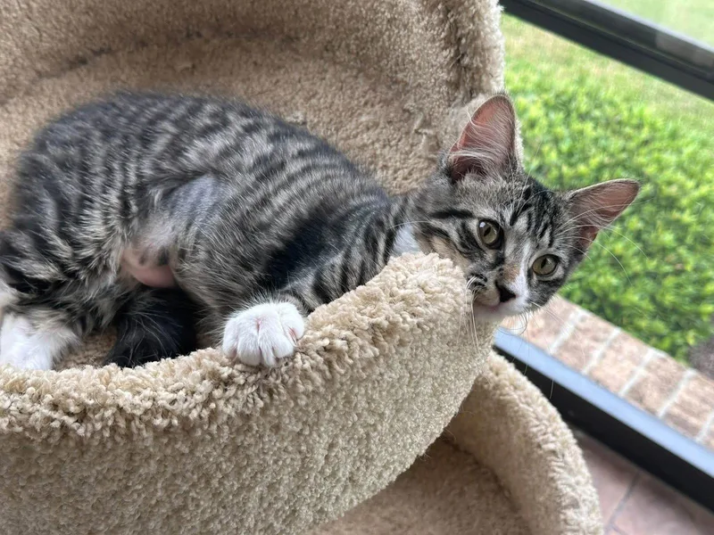 A young medium-sized female Domestic Medium Hair cat named Veruca for adoption in Wilmington, NC