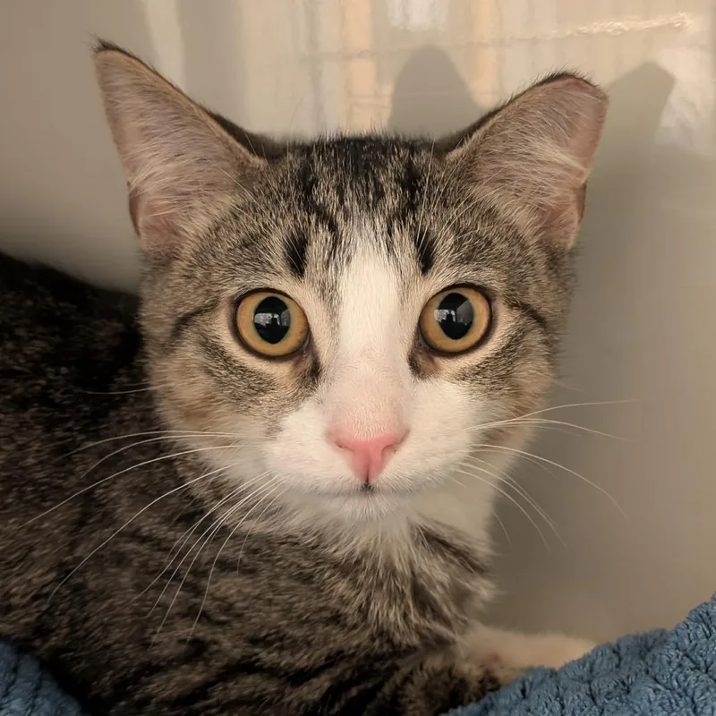 A young medium-sized male Brown / Chocolate Domestic Short Hair cat named Deuce Gorgon for adoption in Chicago, IL