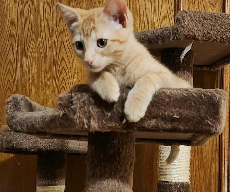 A young medium-sized male Domestic Short Hair cat named Spark for adoption in Mansfield, TX