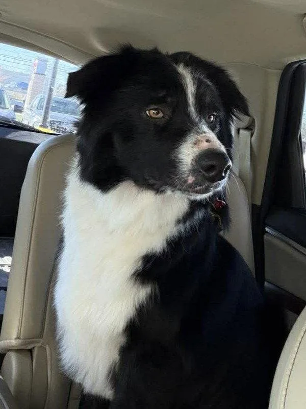 A young medium-sized male Border Collie dog named Finn for adoption in Columbia, MO