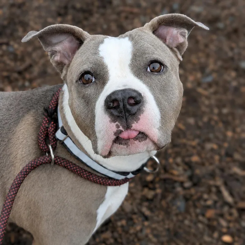 An adult small-sized female Gray / Blue / Silver Mixed Breed dog named Maya for adoption in Wappingers Falls, NY