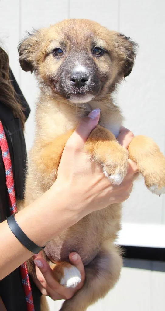 A baby medium-sized female Shepherd dog named Heloise for adoption in Vacaville, CA