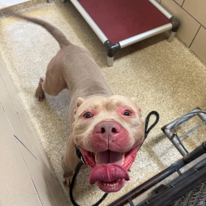An adult medium-sized male Pit Bull Terrier dog named MONTStray for adoption in Perkiomenville, PA