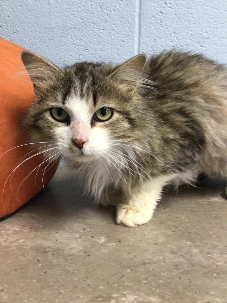A young medium-sized male Domestic Long Hair cat named Patrick for adoption in Logansport , IN