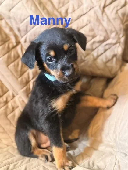 Manny