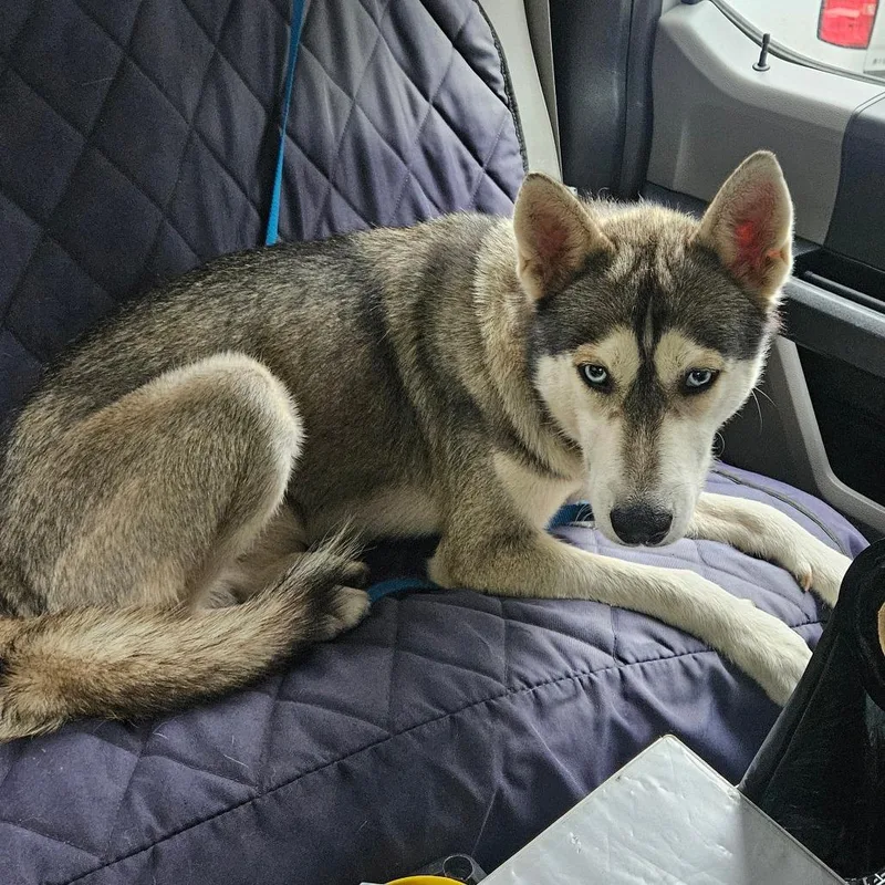 An adult medium-sized male Sable Husky dog named Forest for adoption in Lake Jackson, TX