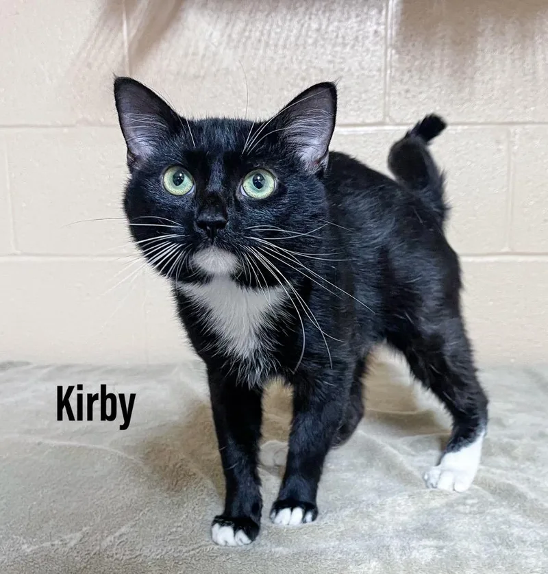 Kirby