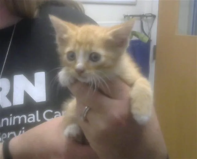 A baby small-sized male Domestic Short Hair cat named Chucky for adoption in Albuquerque, NM