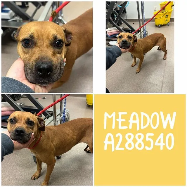 An adult medium-sized female American Bulldog dog named Meadow for adoption in Macon, GA