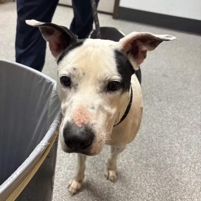 An adult medium-sized male Black Pit Bull Terrier dog named Zuko for adoption in Durango, CO