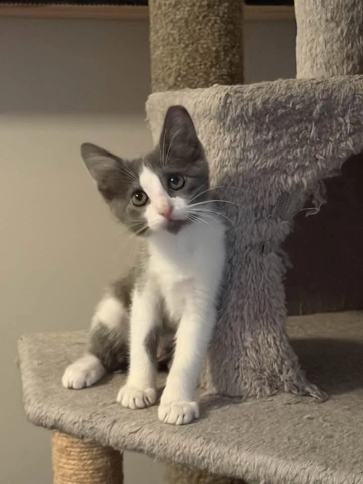 A baby medium-sized female Gray & White Domestic Short Hair cat named Eva for adoption in Cleveland, OH