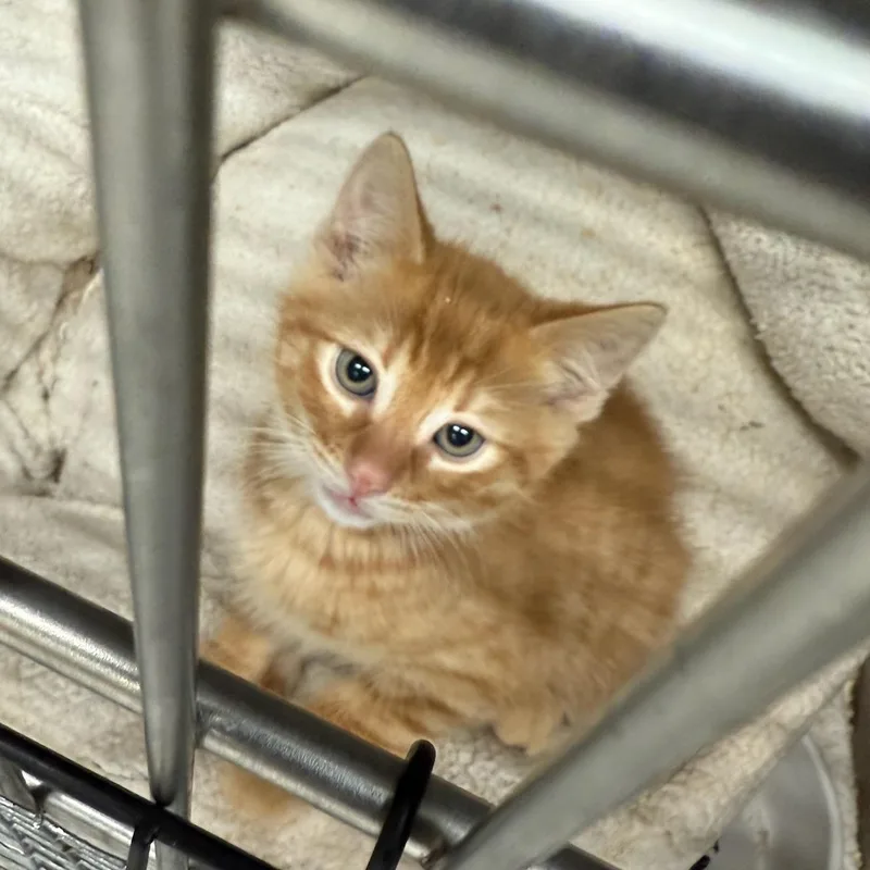 A baby medium-sized male Tabby (Orange / Red) Domestic Medium Hair cat named Trailblazer for adoption in Kent, WA