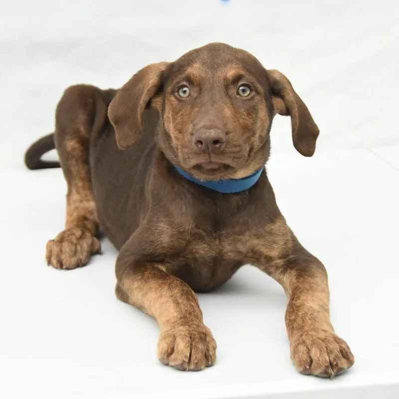 A baby medium-sized male Brown / Chocolate Rottweiler dog named Mo for adoption in South Elgin, IL