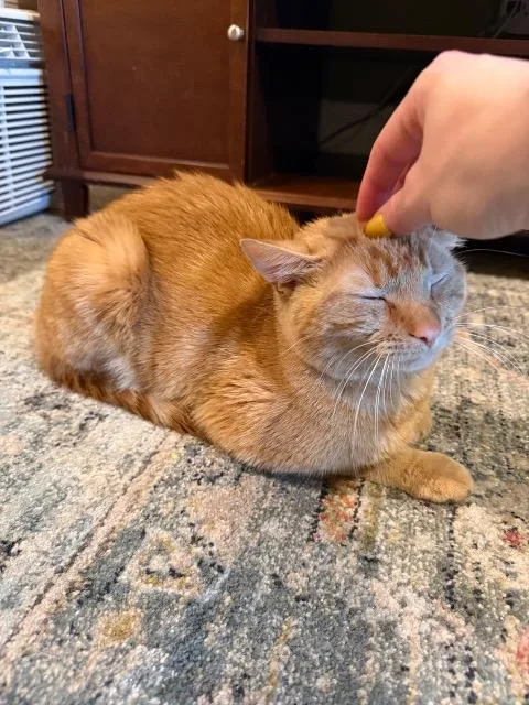 Jacko thumbnail 4