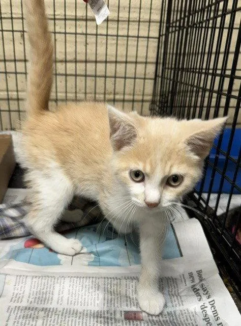 A young medium-sized male Buff & White Domestic Medium Hair cat named Fluff Ball for adoption in Apollo, PA