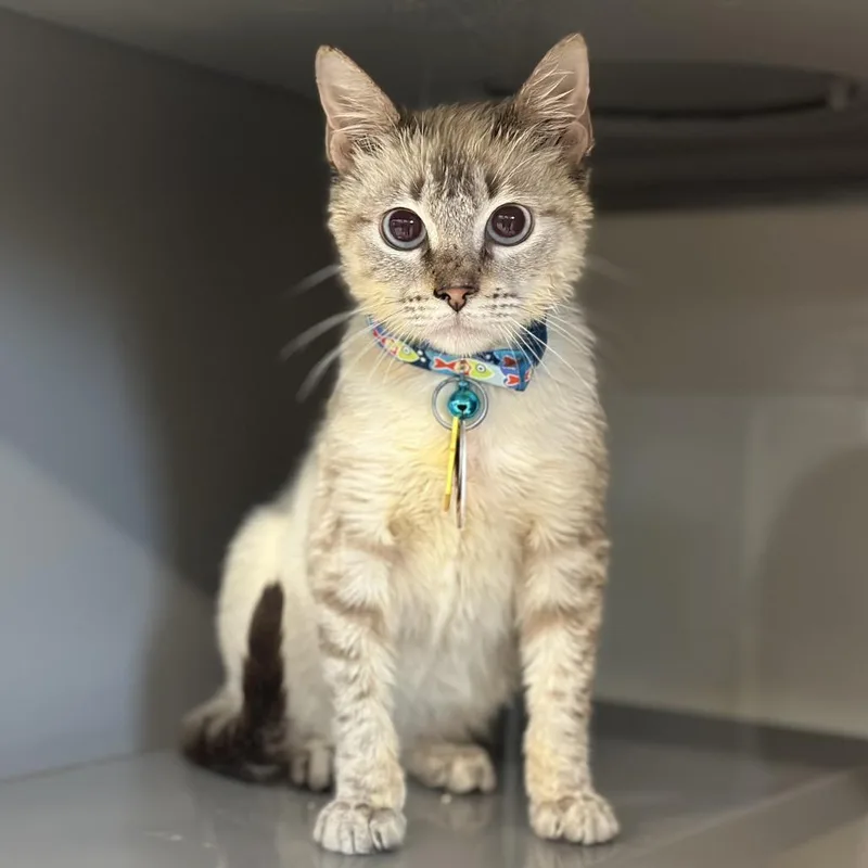 A young small-sized male Domestic Short Hair cat named D Lumen for adoption in Port Washington, NY