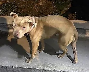 An adult medium-sized female Yellow / Tan / Blond / Fawn Mixed Breed dog named Chickpea for adoption in Nashville, TN