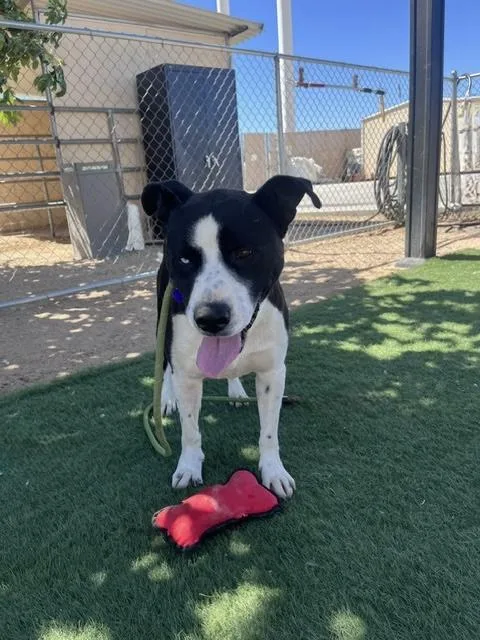 A young medium-sized male Black Pit Bull Terrier dog named Jax for adoption in Woodland Hills, CA