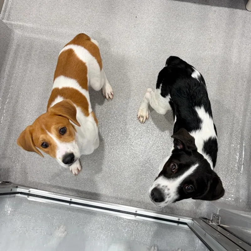 A baby medium-sized female Coonhound dog named Nala for adoption in Cumming, GA