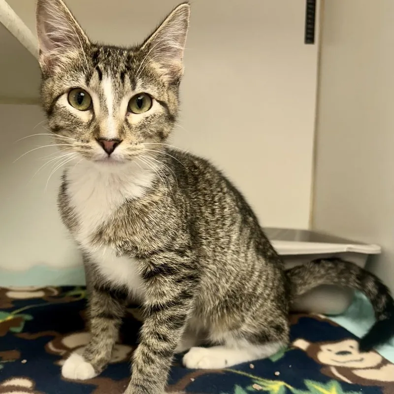 A young medium-sized male Gray / Blue / Silver Domestic Short Hair cat named Oli for adoption in St Joseph, MO