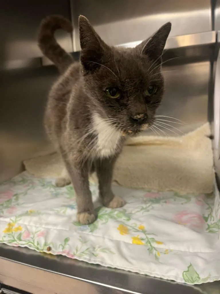 A senior medium-sized male Domestic Short Hair cat named Mavrick for adoption in Mineral, VA