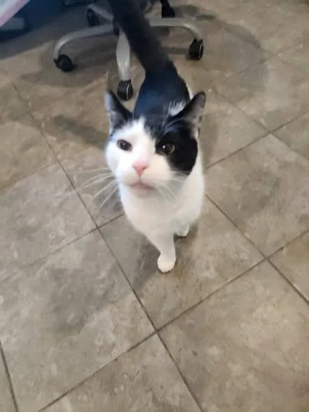 An adult medium-sized male Black & White / Tuxedo Domestic Short Hair cat named Norby for adoption in Swansea, MA