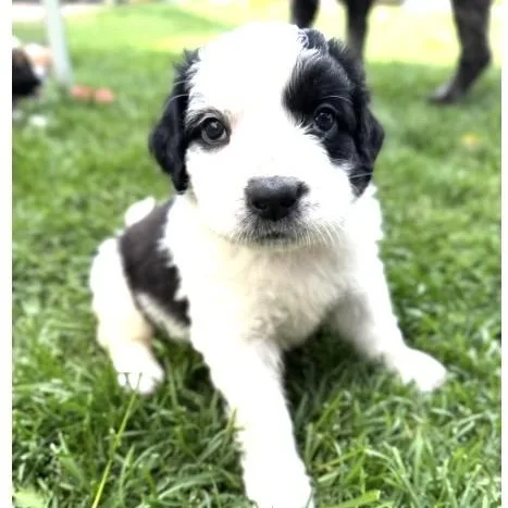 A baby large-sized female Black Saint Bernard dog named Echo for adoption in Santa Rosa, CA
