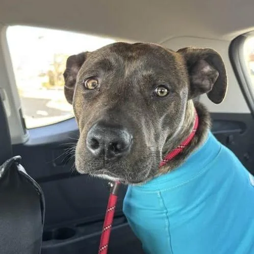 An adult medium-sized male Plott Hound dog named Harvey for adoption in Metamora, MI