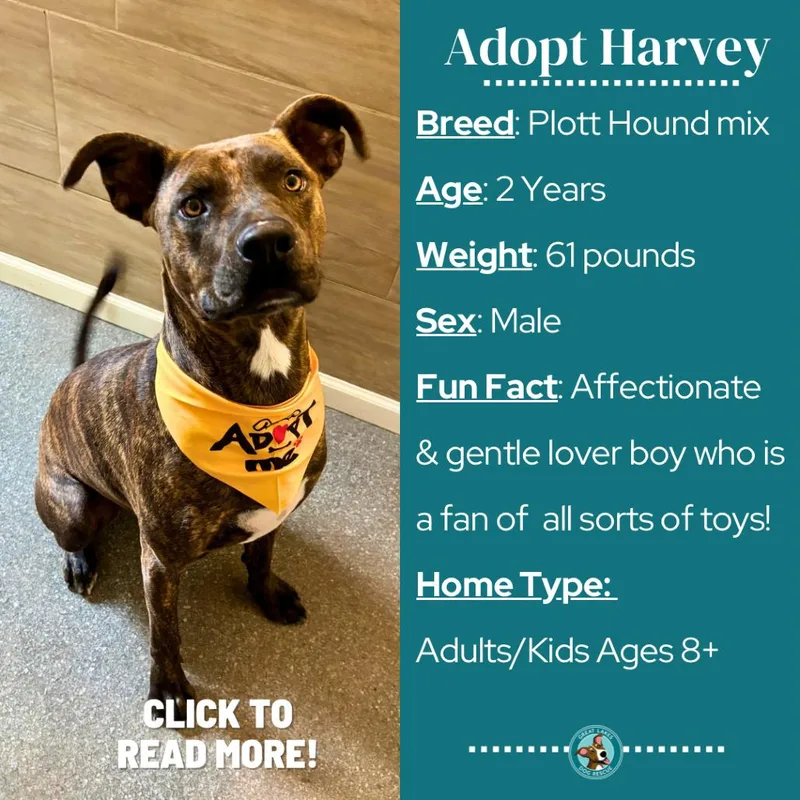 Harvey thumbnail 5