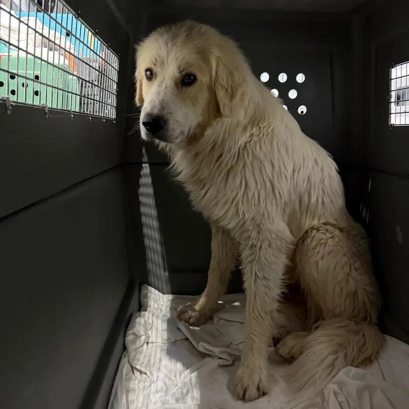 An adult large-sized male White / Cream Great Pyrenees dog named Wun Wun for adoption in Moab, UT