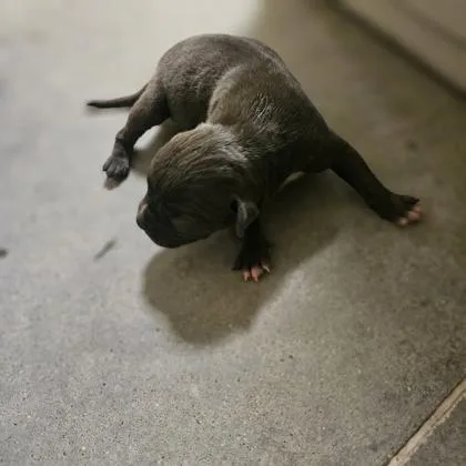A young large-sized female Pit Bull Terrier dog named Starry for adoption in Kansas City, MO