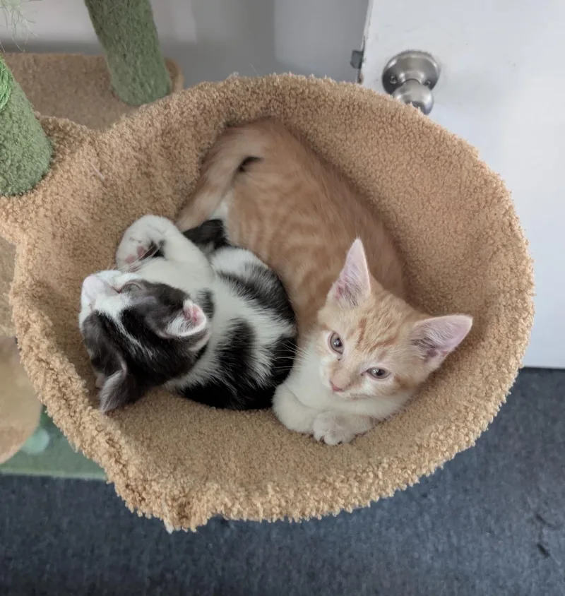 A baby medium-sized male Gray & White Domestic Short Hair cat named Thor for adoption in Maineville, OH