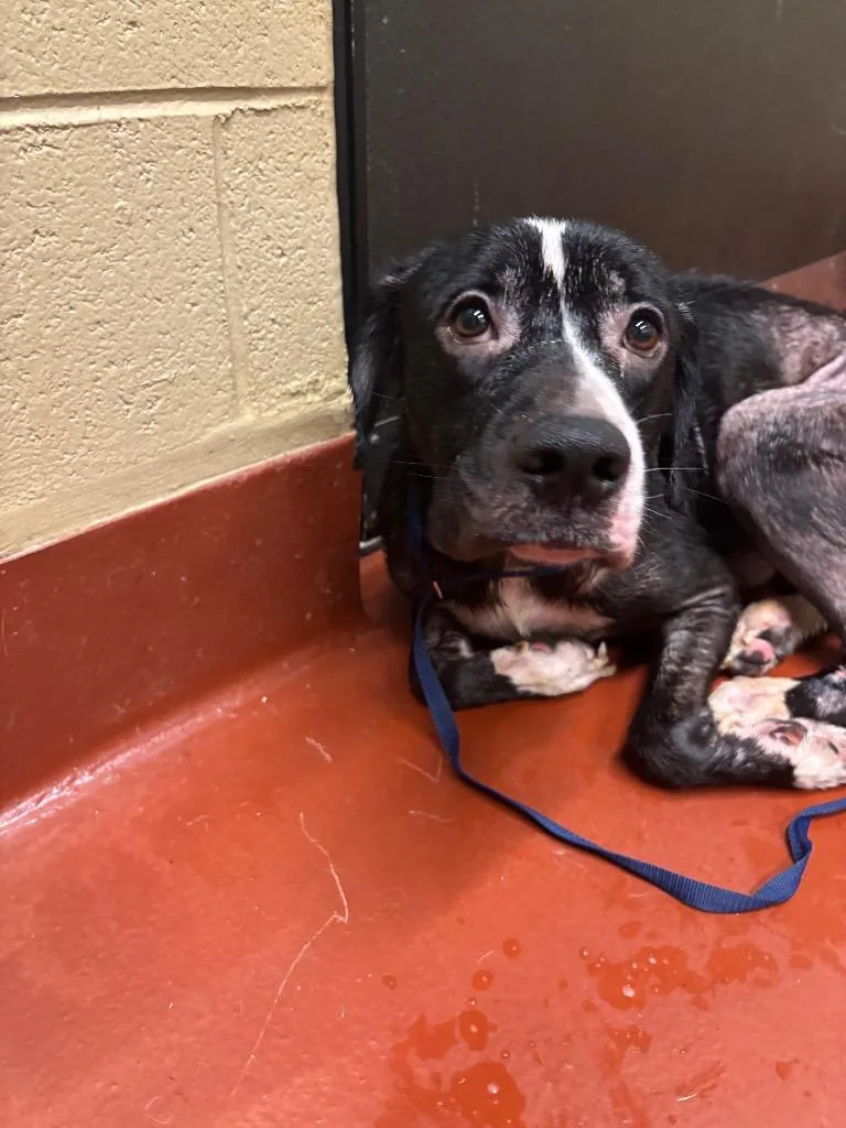 An adult medium-sized male Mixed Breed dog named Kashtyn for adoption in Douglasville, GA