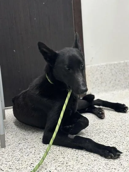 An adult medium-sized female Mixed Breed dog named Graci for adoption in Atlanta, GA