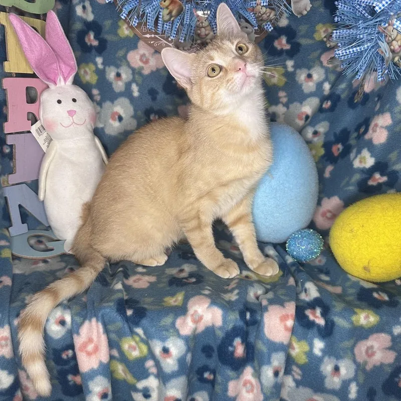 Pixie Dust thumbnail 2