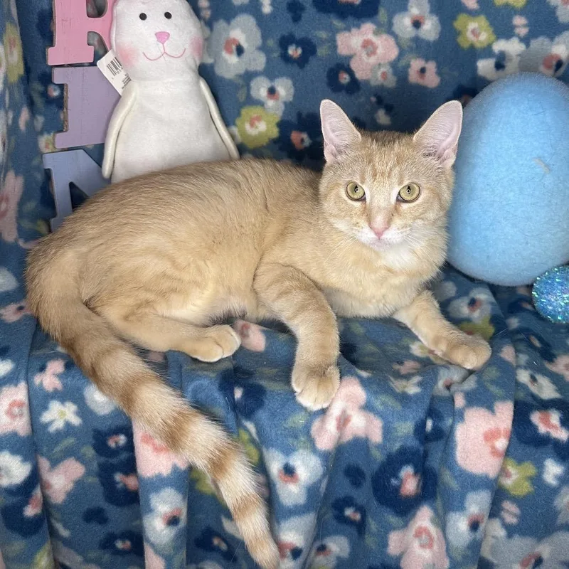 Pixie Dust thumbnail 3