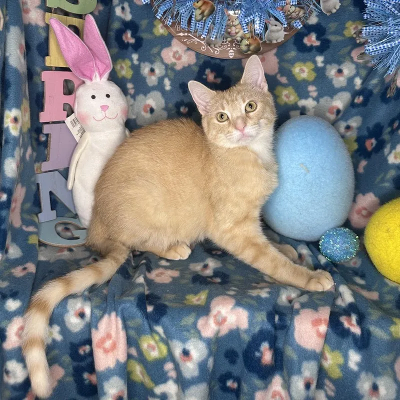 Pixie Dust thumbnail 4